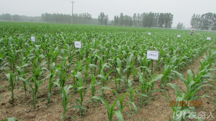 玉米花生种植高产技术,玉米高产高效种植技术