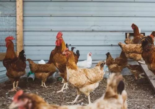 养殖鸡总是生病是怎么回事,养鸡的时候鸡拉稀了该怎么办