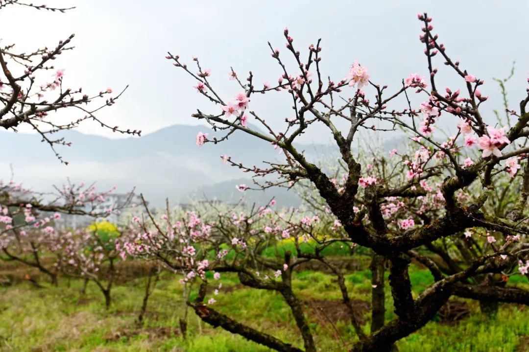 油菜花樱花桃花最受游客关注,春天必打卡的桃花樱花海棠花胜地