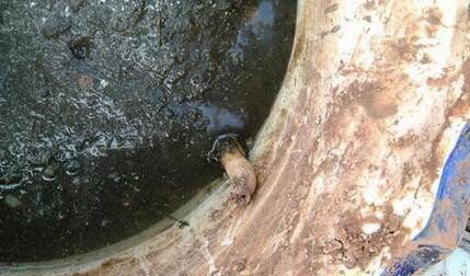 荷花怎样养才能开花,怎么养荷花可以一年四季都开花呢