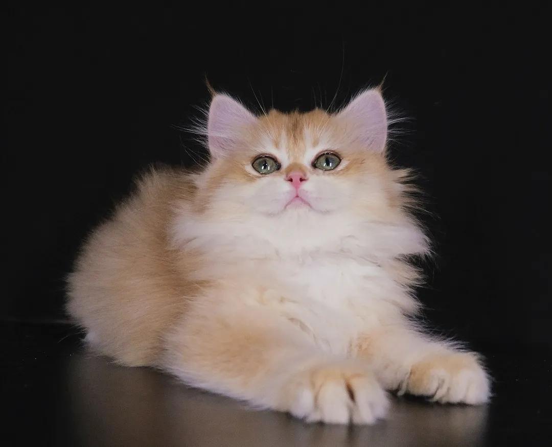 秒懂内涵填空,英短的颜色有多少种