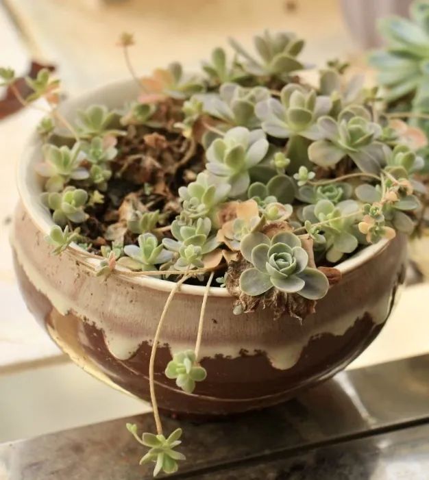 多肉开的花干了怎么救,多肉开完花要死怎么办