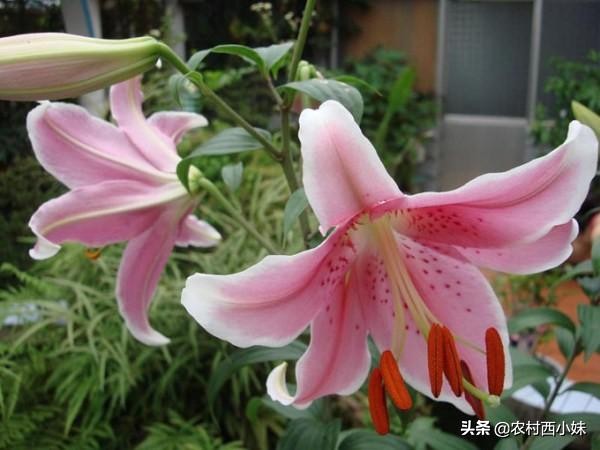 香水百合怎么养才能开花多,养香水百合的技巧与方法