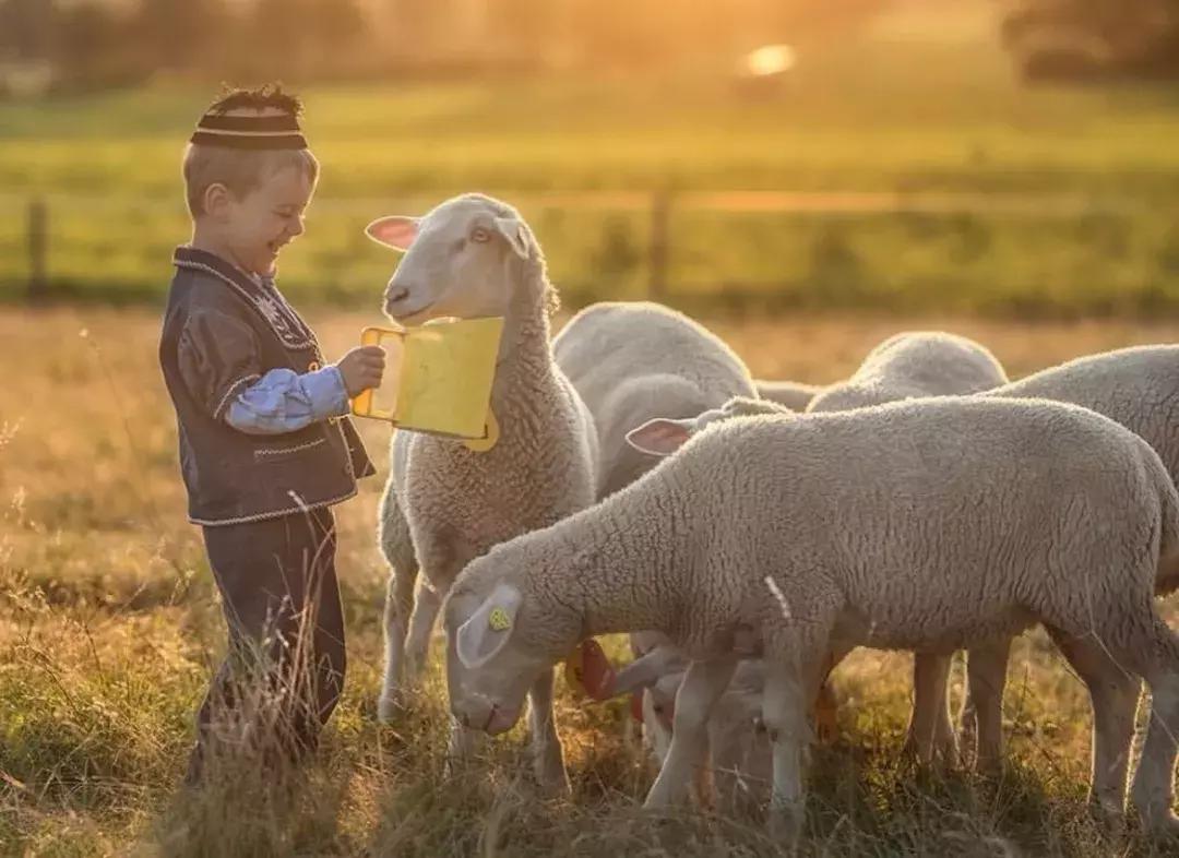 用哪款奶酪做蛋糕最好,做面包用哪款奶油奶酪