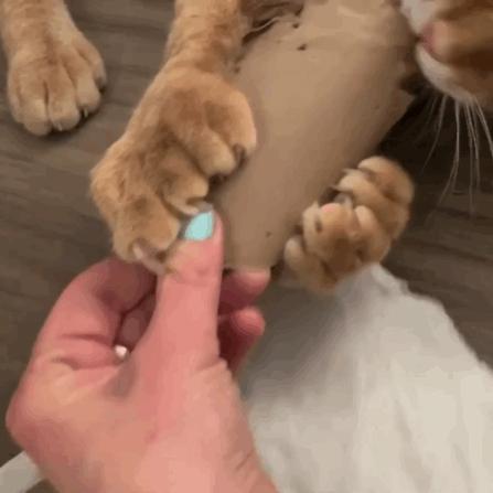 给猫剪指甲指甲劈开了有没有事了,给猫猫剪指甲失误