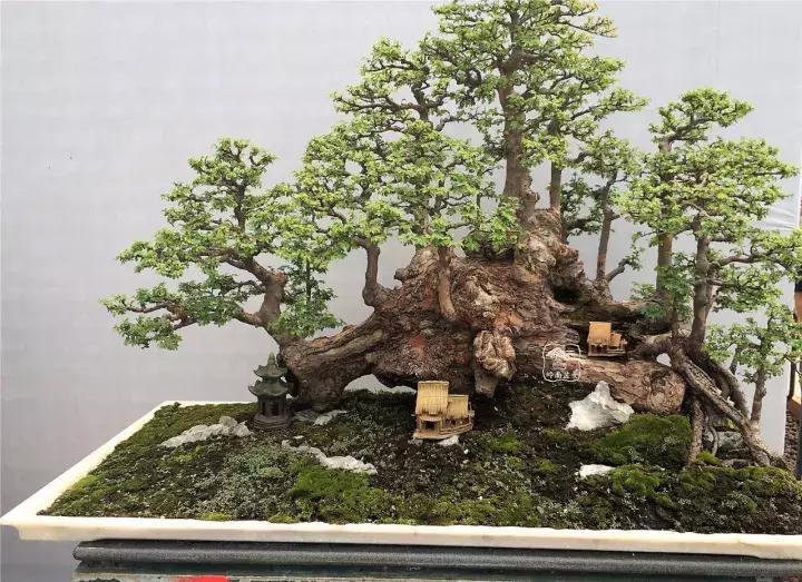 造型极美的盆景一起来欣赏,一组风吹出来的盆景欣赏动感十足