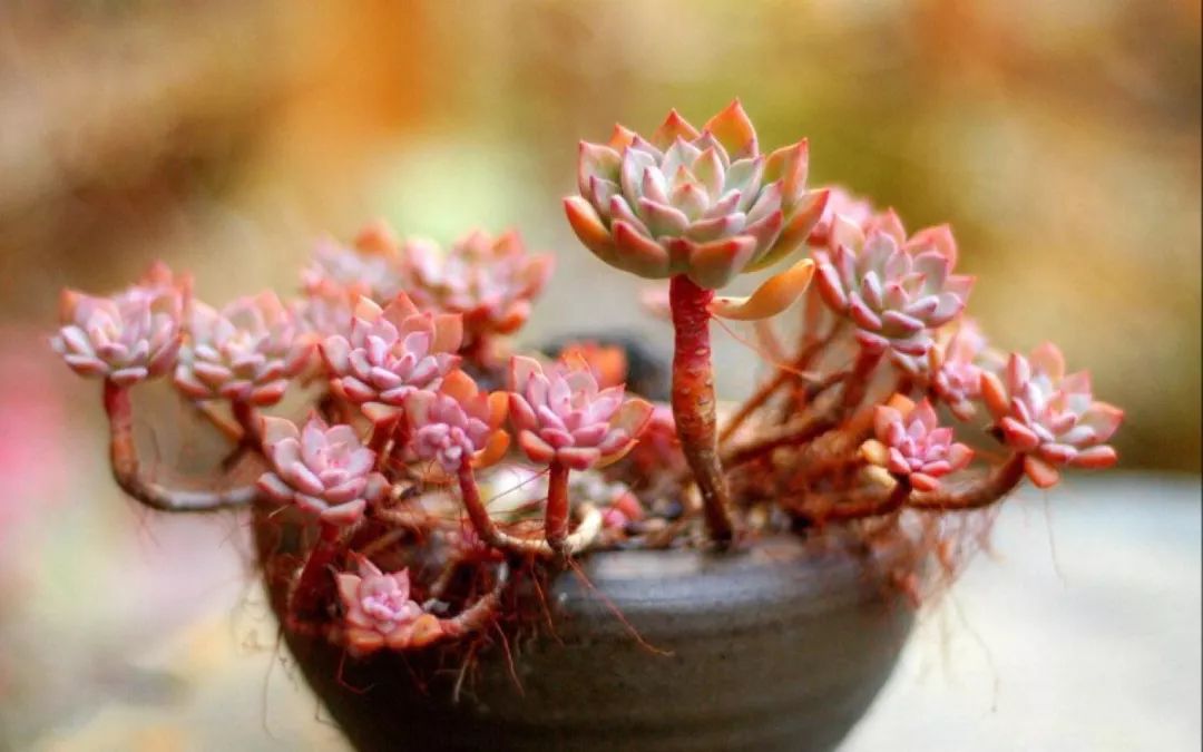 多肉长气根的原因及治疗,为啥多肉杆上长须根