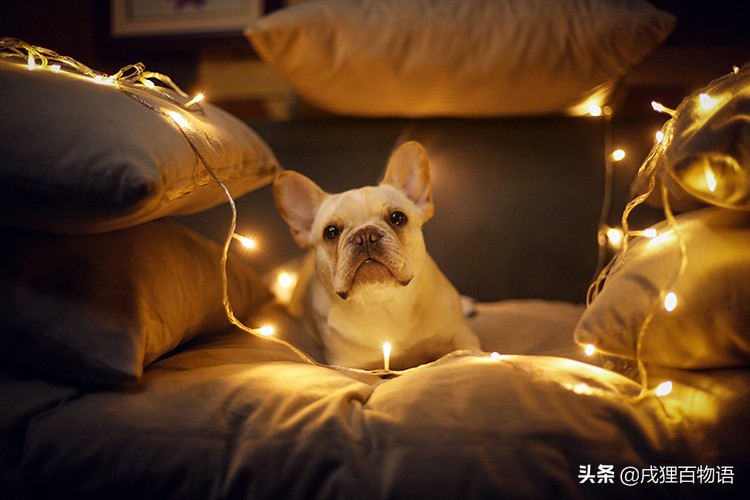 养法斗容易让人过敏吗,养法斗注意避坑