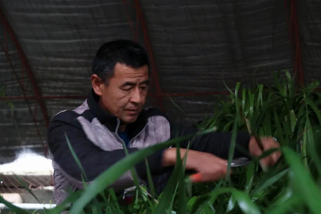 做好服务我们全力以赴,做好绿化养护工作