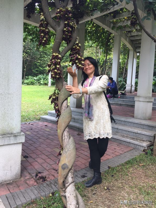 深圳东湖公园禾雀花,深圳东湖公园现在有花吗