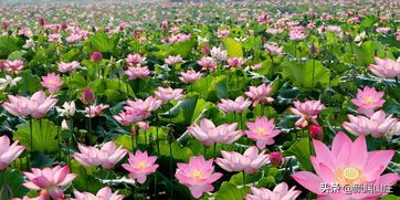 关于荷花梅花的红色诗词,梅花荷花菊花柳树月亮诗词大全集