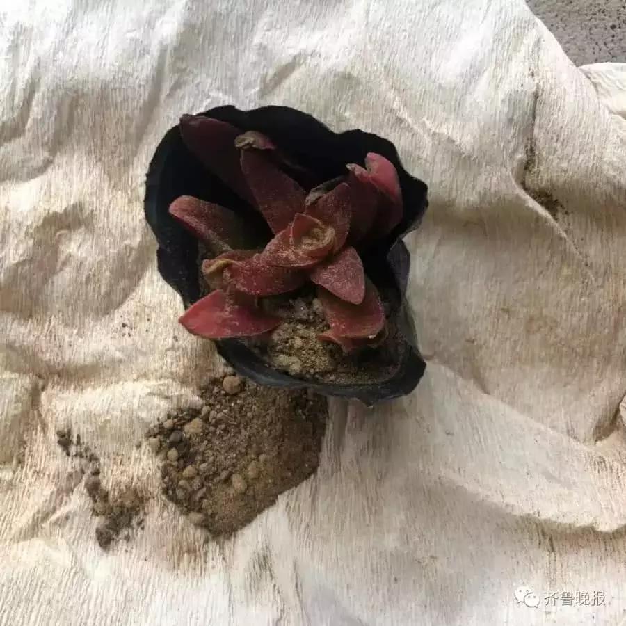 在某宝上买东西便宜,在某宝买的便宜东西