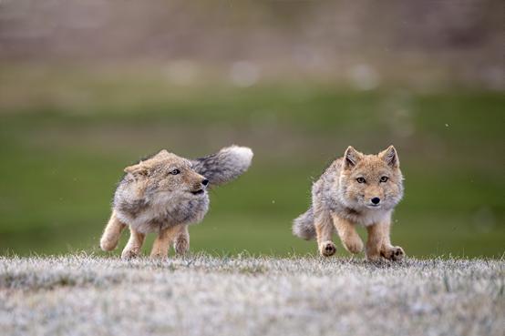 尼康d6拍鸟评测,摄影全套教程尼康d6