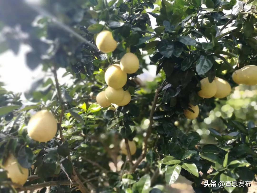 宣恩贡水柚直播间,宣恩贡水白柚苗