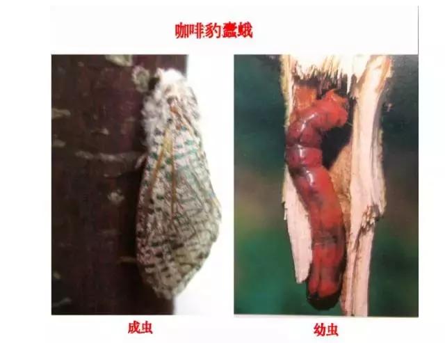 柑橘爆皮虫的防治最佳时期,柑橘天牛钻心虫最佳防治方法