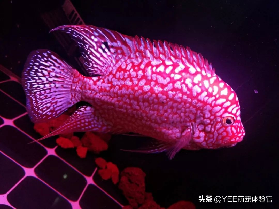 观赏鱼咬伤手是什么原因,观赏鱼咬主人怎么回事