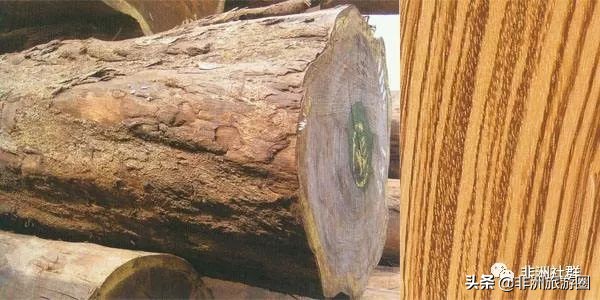 想做非洲木材市场，你得先认识它们