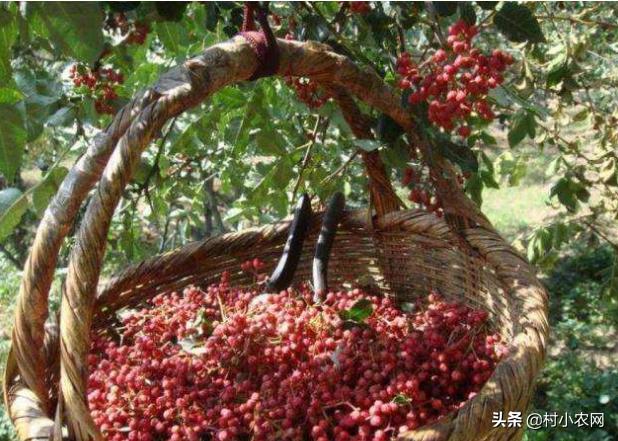 花椒种植的利润分析一亩成本多少,种植花椒行业前景如何呢