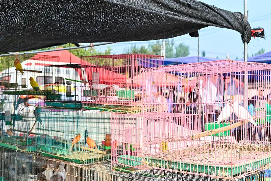 满满的烟火气逛大集真好玩,最值得逛的大集