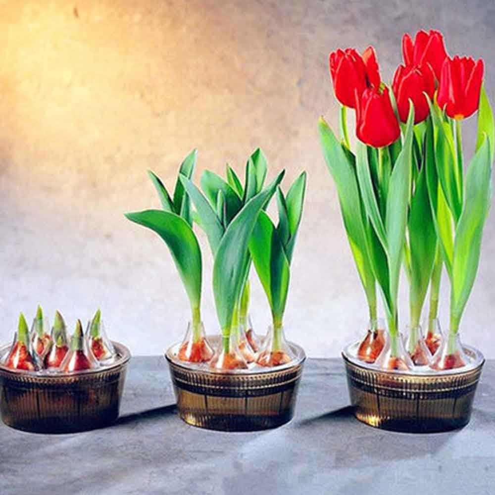 风信子开完花土培还会再开吗,风信子开完花空瓶子再养什么花