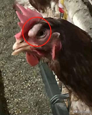 养鸡治霉菌最好最快的方法,如何防控鸡霉菌毒素