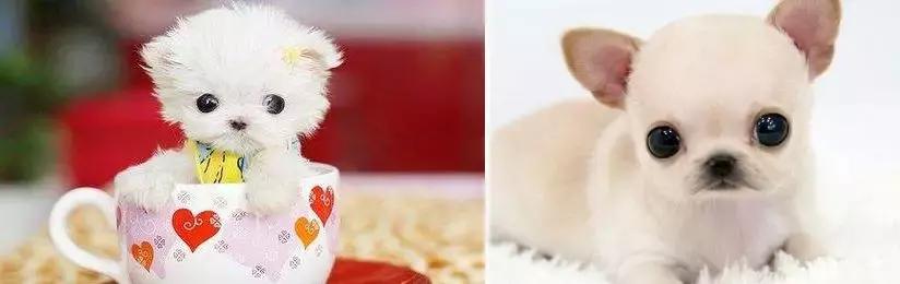 他送的情人节礼物，我居然过敏！