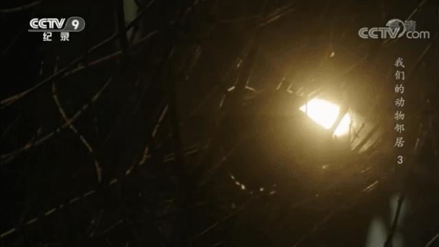 央视拍这种片怎么就没「流量」