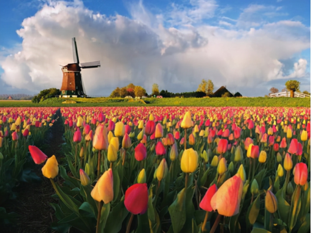 荷兰开放前景如何,荷兰的开放体现在哪些方面