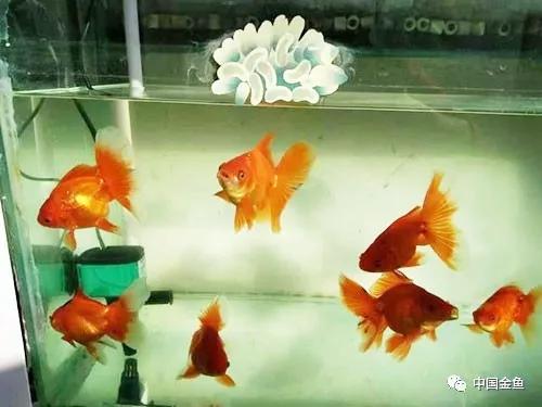 忘记喂鱼怎么办,喂鱼每天必须做的事