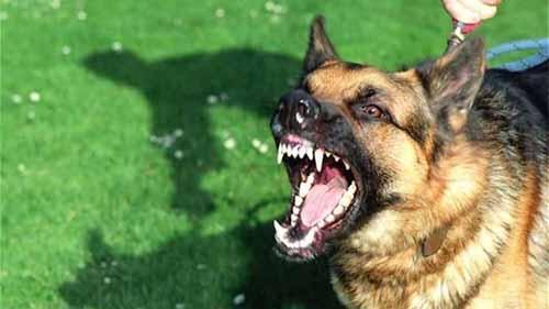 古代被狗咬后怎么治,古人如果被狗咬了怎么办