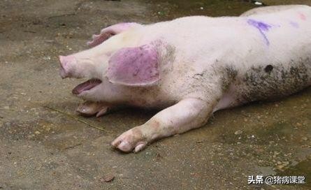 猪急性肠胃炎和猪瘟的鉴别诊断,猪高热混合感染和猪瘟怎么区分