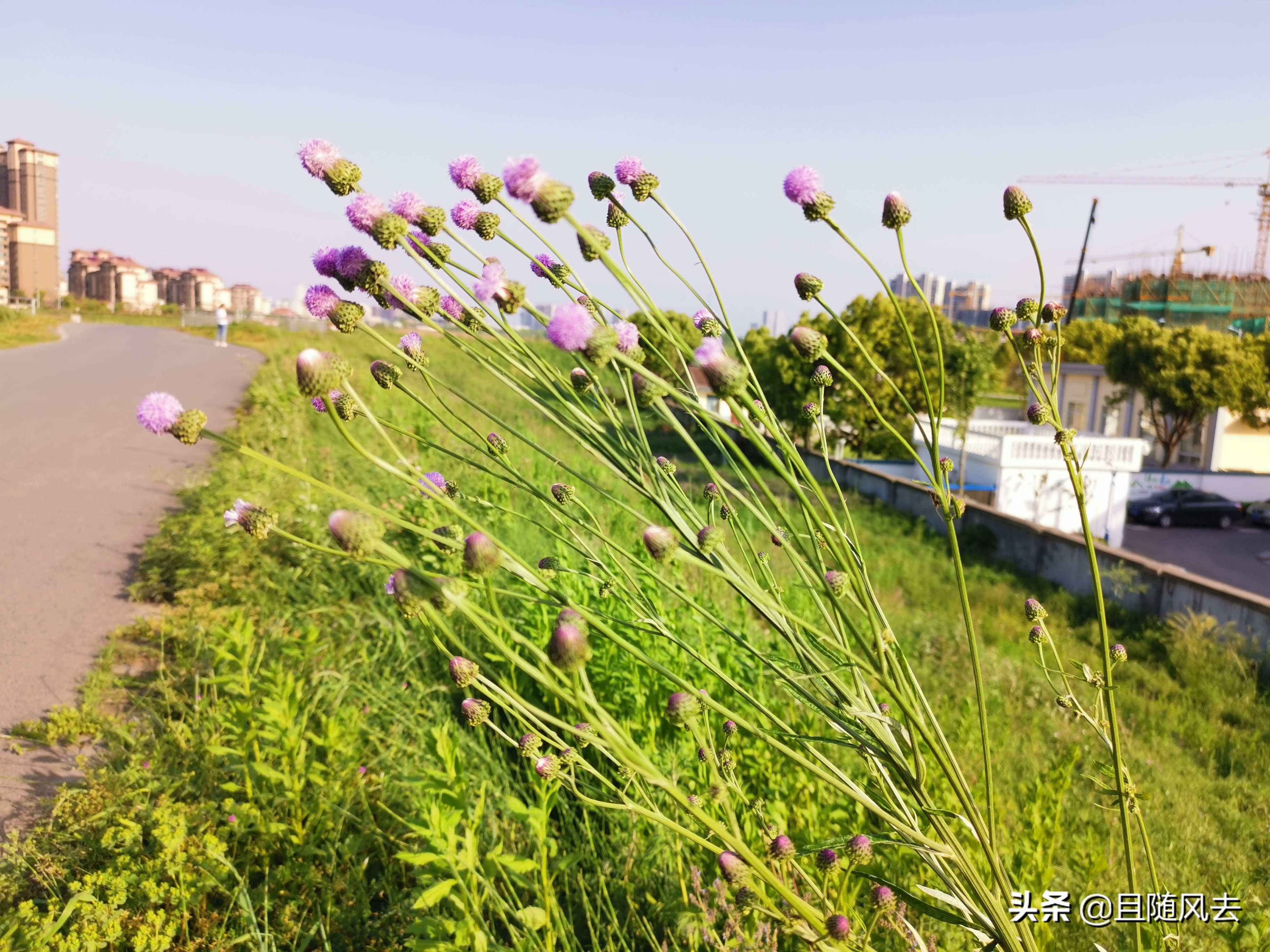 南方常见的野花野草,常见的野草野花有哪些
