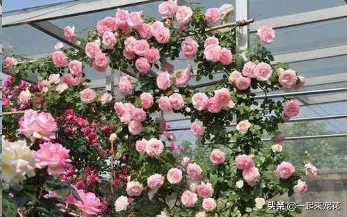 哪种藤适合阳台养一年四季开花,夏季爆花的藤本月季品种