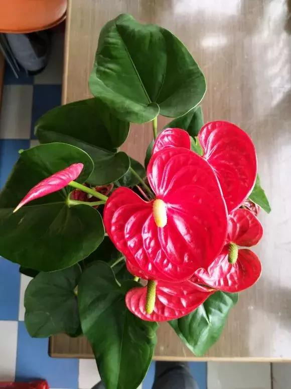 红掌黄叶枯萎是怎么回事,红掌出现黄叶烂叶的处理方法