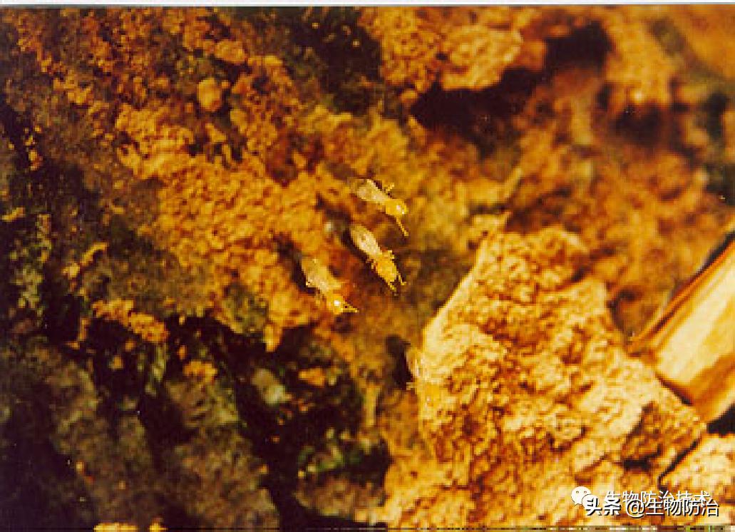 蛀干害虫是钻蛀害虫吗,果树枝干钻蛀害虫图片