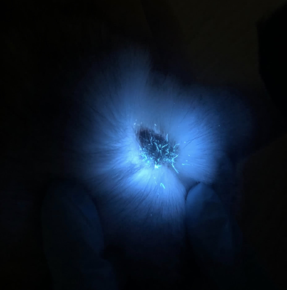 猫癣人和猫怎么处理,猫癣的猫碰过的东西怎么处理