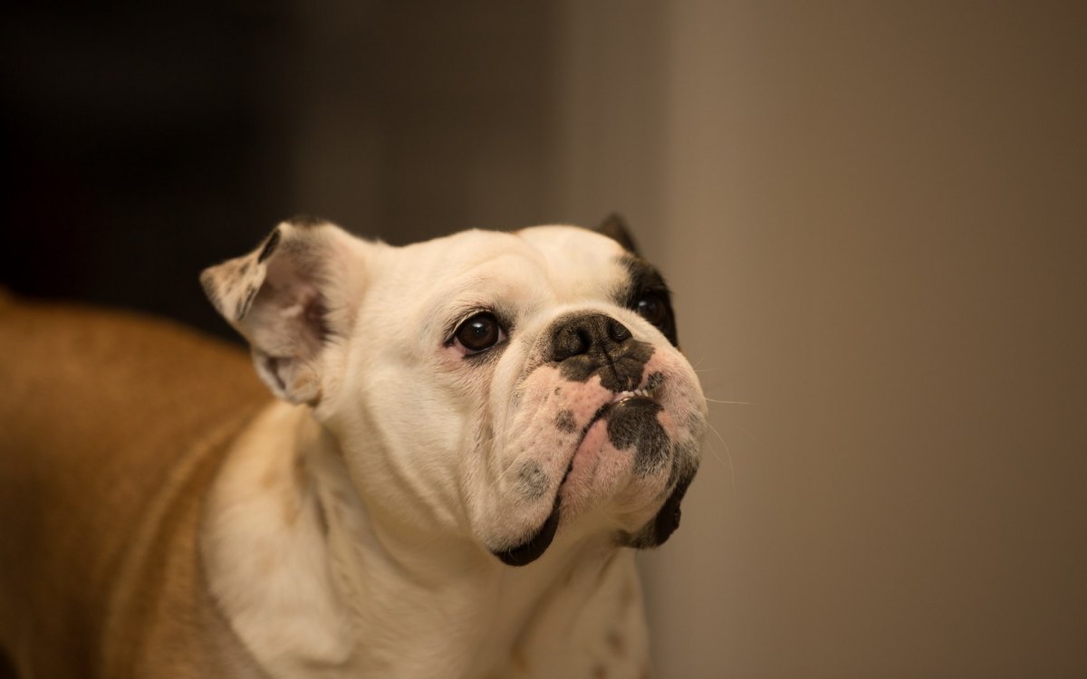 最容易被认错的狗狗品种,五种容易叛变的狗狗