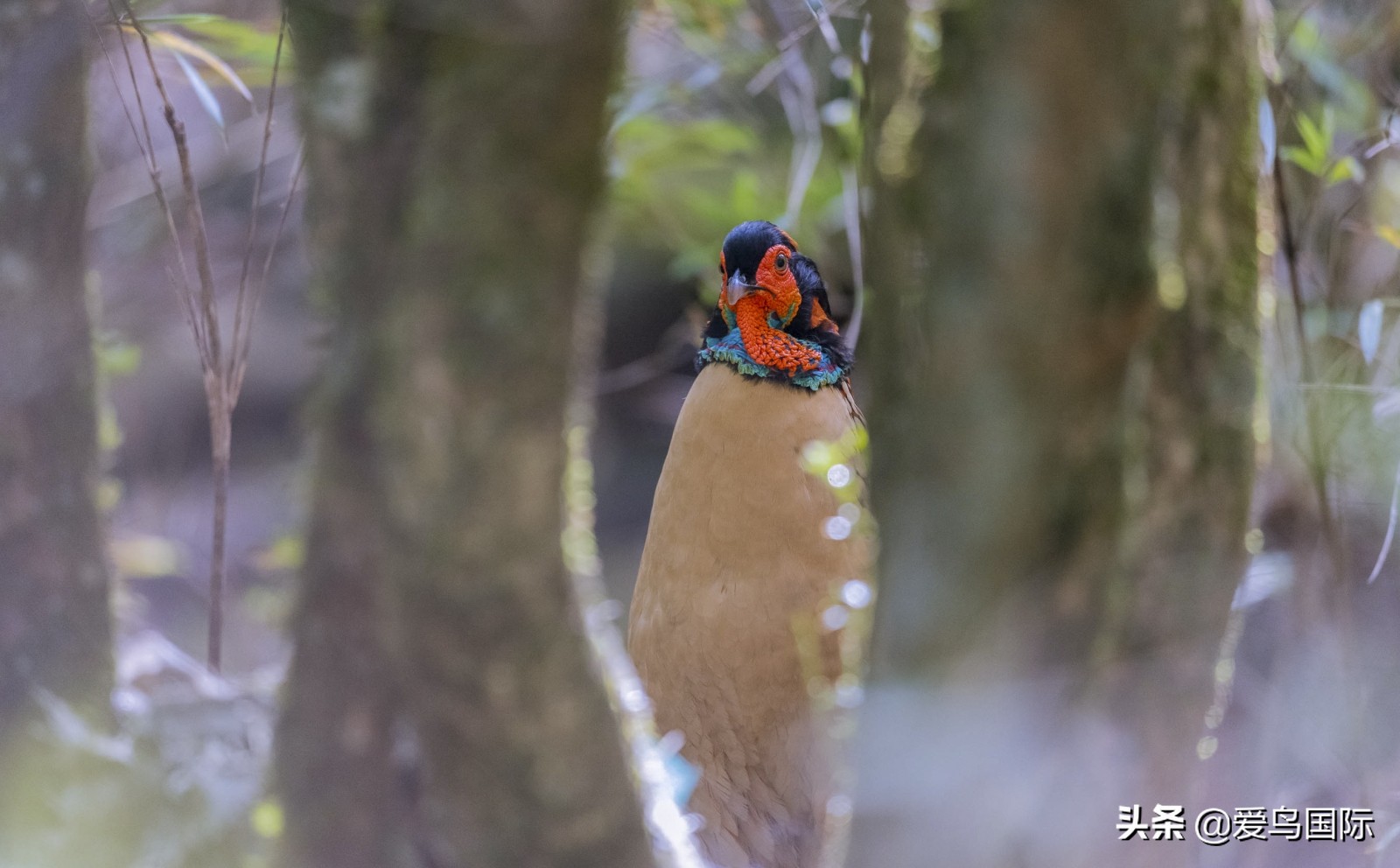 鸟类欣赏,鸟类观鸟图片