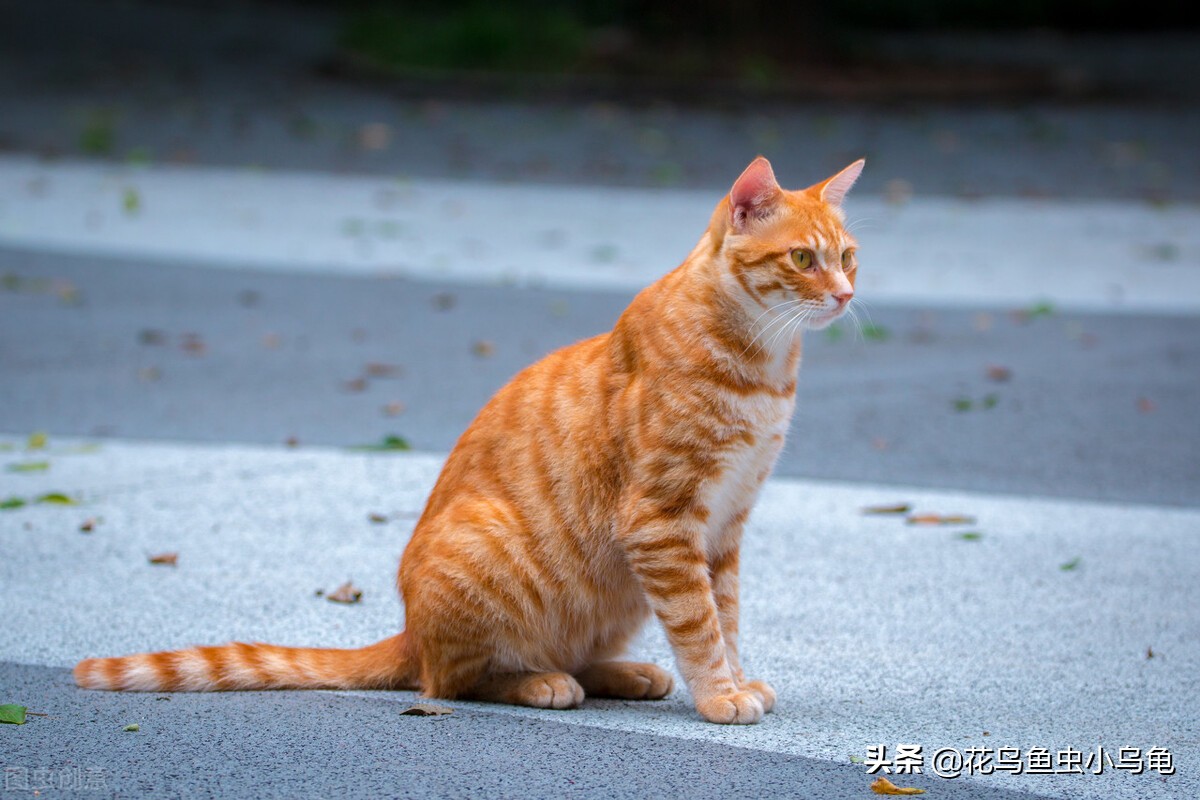 萌巢室内动物园有什么动物,室内游乐场适合养什么动物