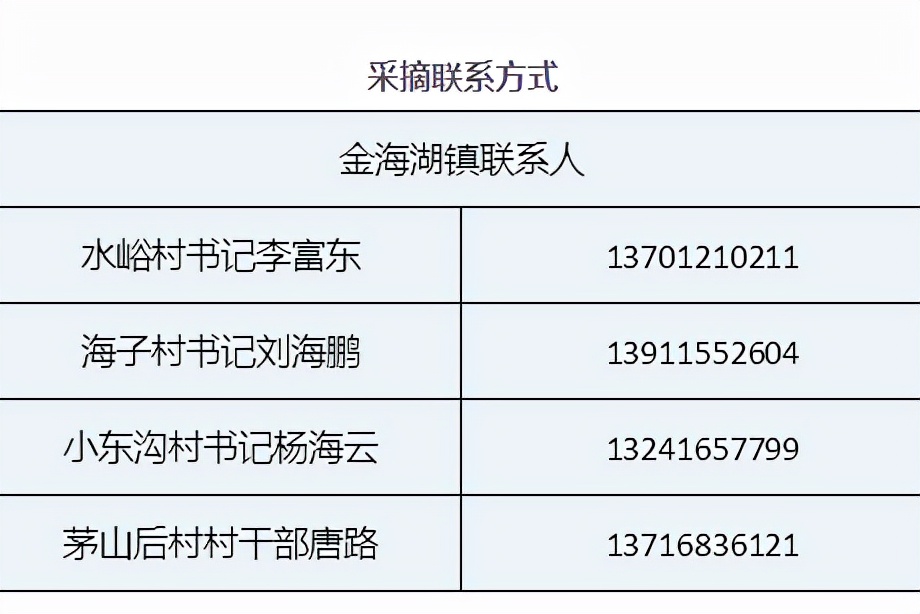 今年多雨水，枣子珍贵的很~京城这几家枣园留住了秋日的甜蜜