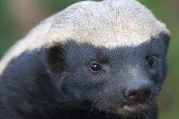 世界上最危险的狗与鬣狗,森蚺和鬣狗哪个厉害