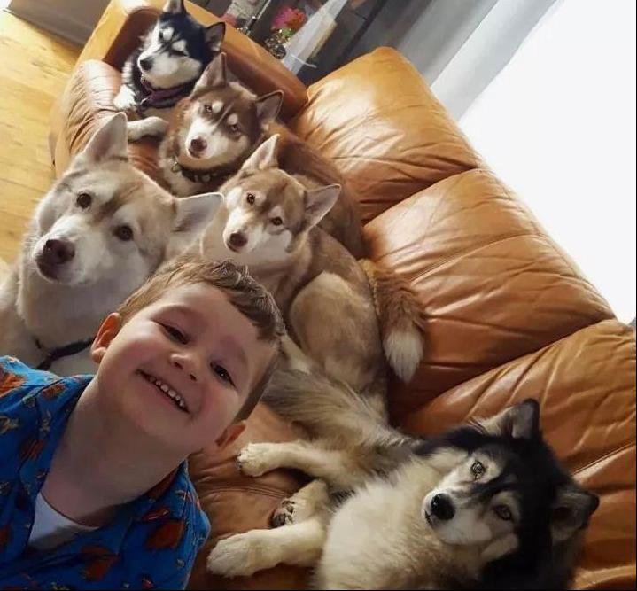 狗狗不够凶悍怎么训,狗狗不亲近人怎么训练