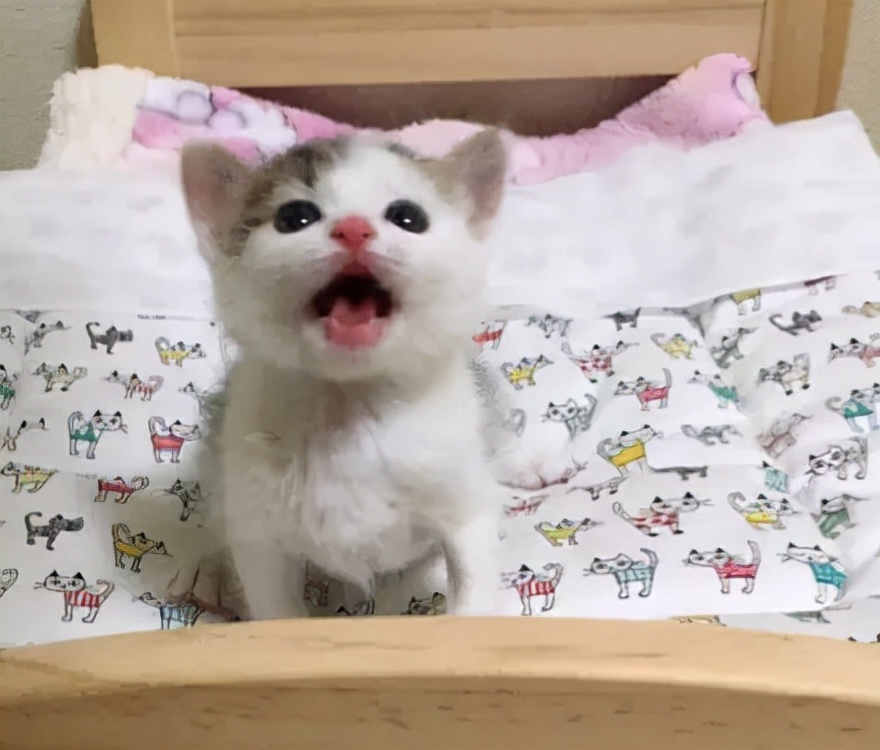 胆小的小奶猫是什么样的,胆小的小奶猫