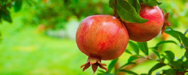 石榴核怎样种,石榴的果核可以种吗