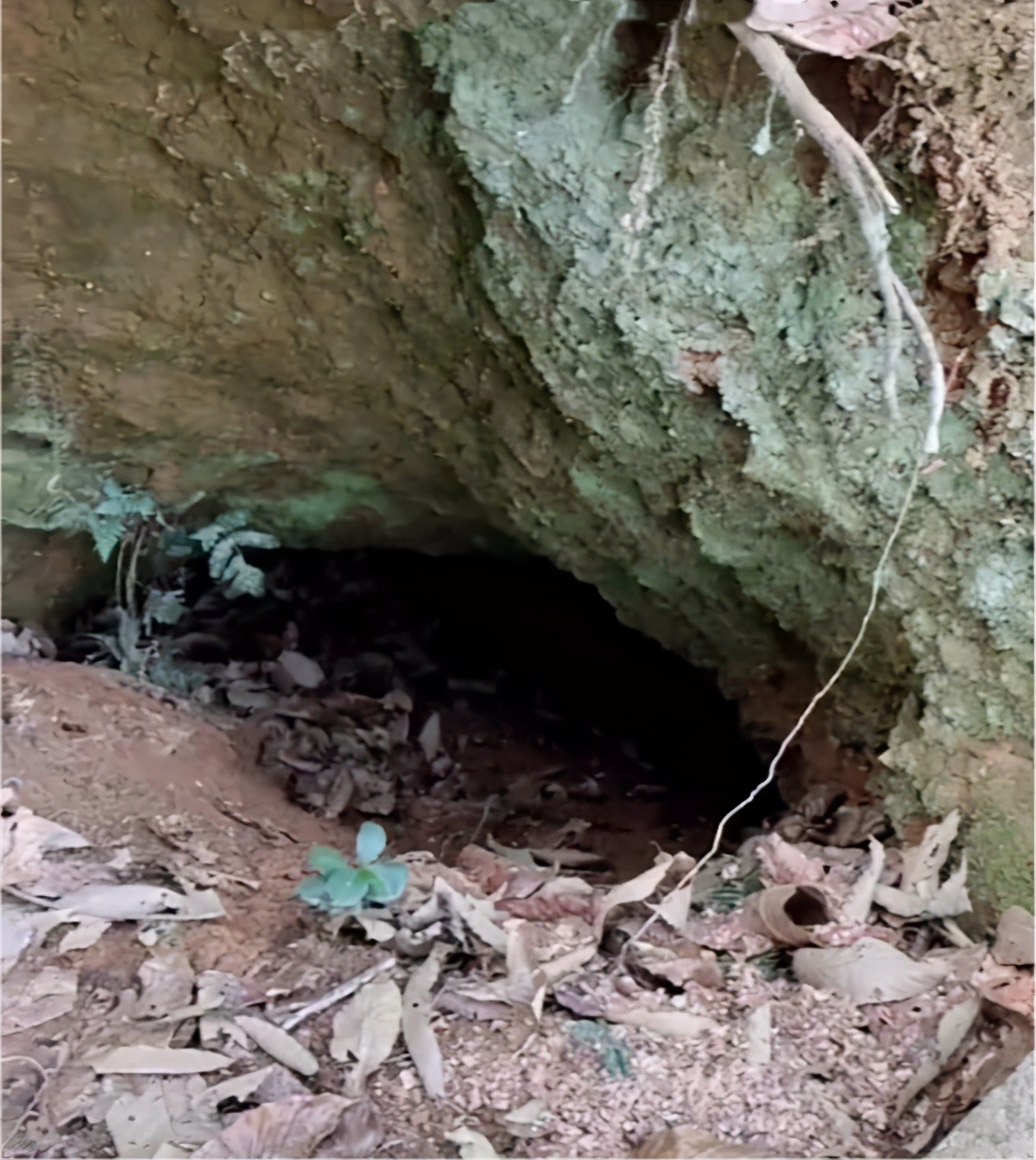 松鼠过冬的食物被偷走了怎么办？它真的会选择自杀吗？