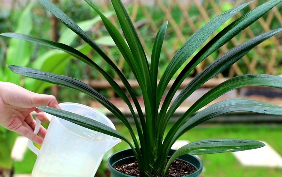 盆栽君子兰养殖方法和技巧,新手养君子兰盆栽养殖方法和技巧