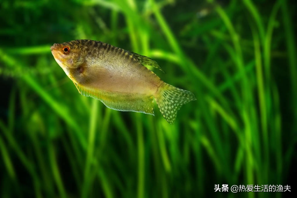 小鱼缸适合养什么鱼生命力强,小鱼缸适合养什么鱼