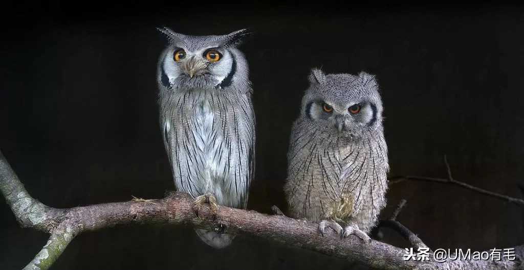 宫崎骏老爷爷笔下经典形象龙猫的原型居然是个鸟,WTF+问号脸