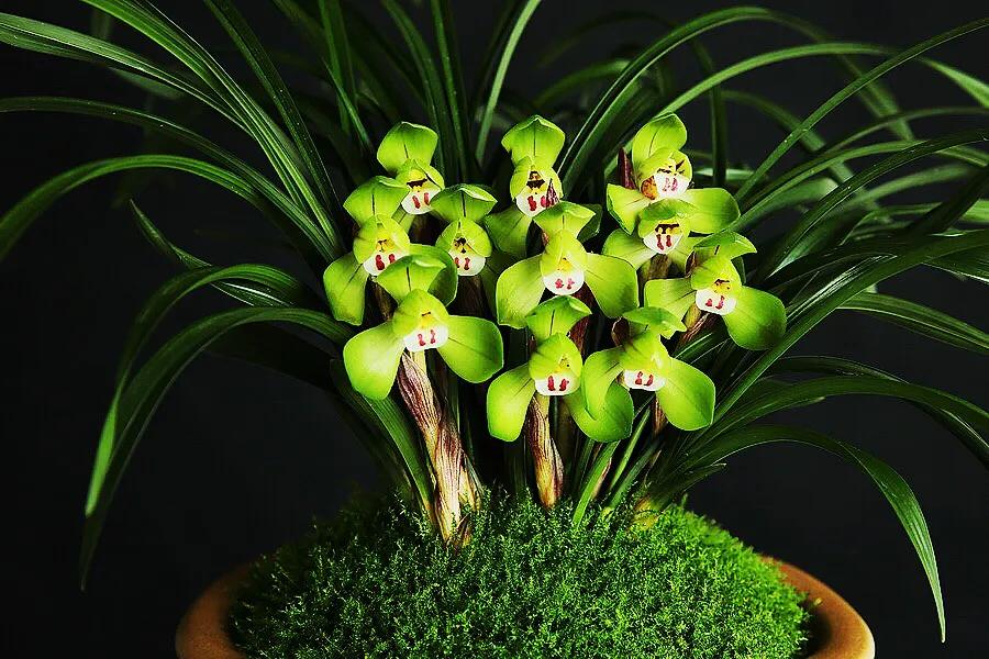 春兰大富贵和翠盖荷如何区别,春兰大富贵和郑同荷有什么区别