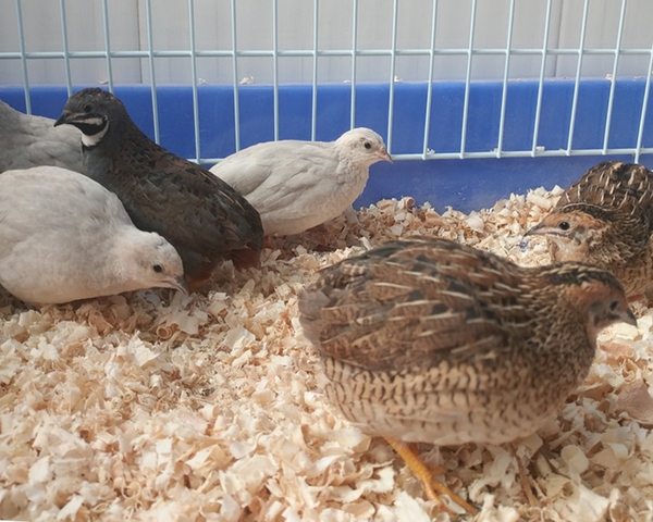 2022年特种养殖前景最好的品种,目前养殖业最赚钱的项目